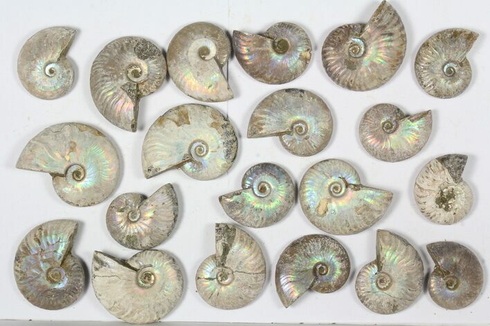 Lot: KG Silver Iridescent Ammonites (-) - Pieces #79439
